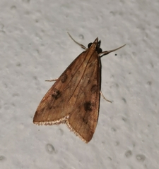 Udea azorensis