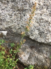 Omalotheca sylvatica