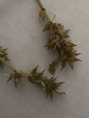 Carex muricata