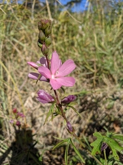 Sidalcea hendersonii