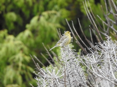 Serinus canaria