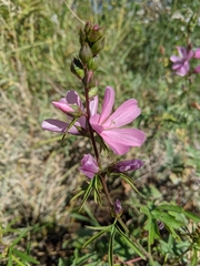 Sidalcea hendersonii