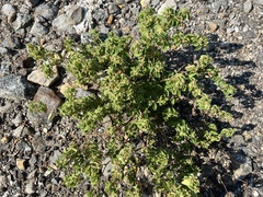Croton monanthogynus