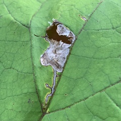 Amauromyza pleuralis