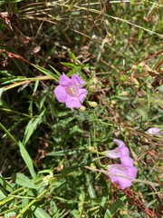 Agalinis purpurea