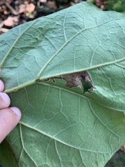 Amauromyza pleuralis