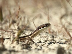 Thamnophis saurita septentrionalis
