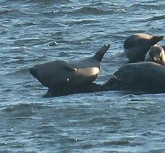 Phoca vitulina vitulina