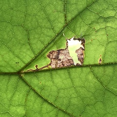 Amauromyza pleuralis