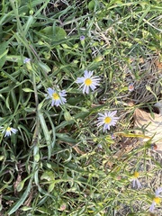 Symphyotrichum divaricatum