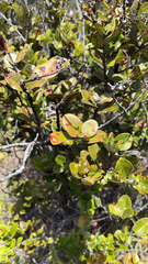 Metrosideros polymorpha