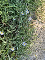 Symphyotrichum divaricatum