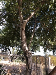 Quercus agrifolia