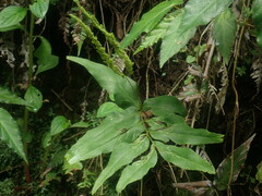 Anemia phyllitidis phyllitidis