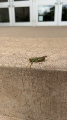 Melanoplus differentialis