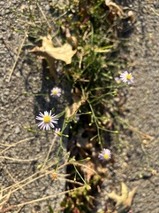 Symphyotrichum divaricatum