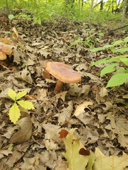 Tricholoma fulvum