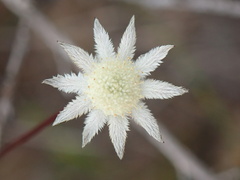 Actinotus minor