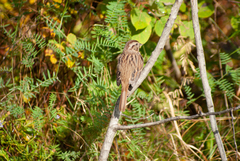 Melospiza melodia image