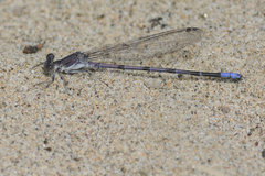 Argia emma