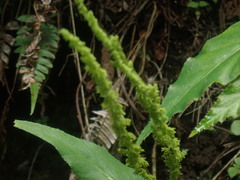 Anemia phyllitidis phyllitidis