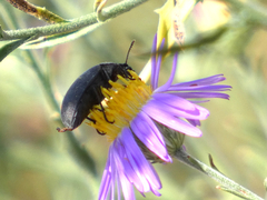 Bothrotes canaliculatus