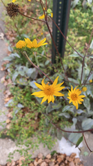 Helianthus occidentalis