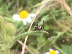 Antaxius spinibrachius