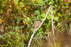 Melospiza melodia image