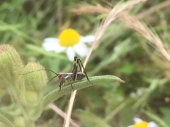 Antaxius spinibrachius