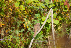 Melospiza melodia image