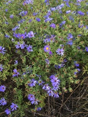 Symphyotrichum oblongifolium