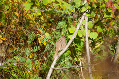 Melospiza melodia image