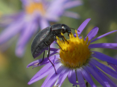 Bothrotes canaliculatus