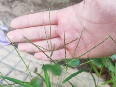 Digitaria radicosa