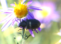 Bothrotes canaliculatus
