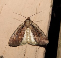 Eueretagrotis attentus