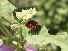 Calligrapha serpentina