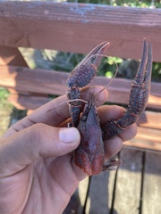 Procambarus clarkii