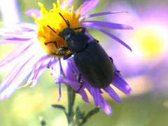 Bothrotes canaliculatus