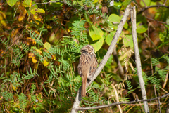 Melospiza melodia image