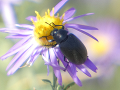 Bothrotes canaliculatus