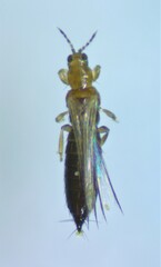 Thripidae