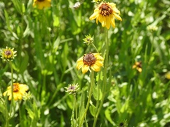 Helianthus laciniatus