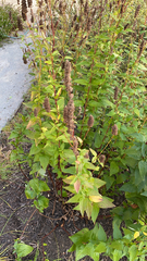 Agastache foeniculum