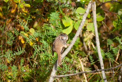 Melospiza melodia image