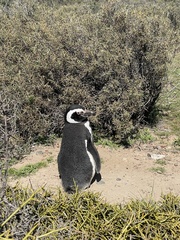 Spheniscus magellanicus