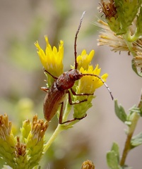 Crossidius testaceus