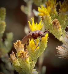 Crossidius testaceus