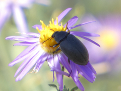 Bothrotes canaliculatus